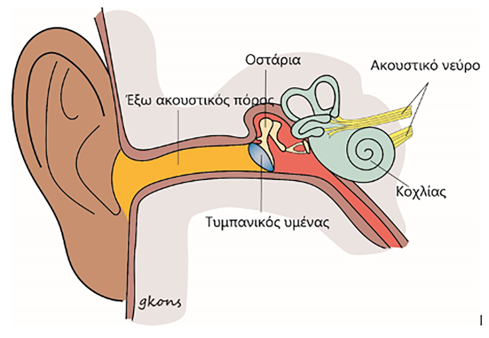 organo akois